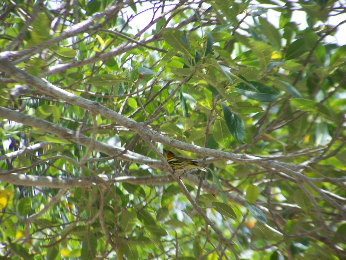 Cape May Warbler - ML618107586