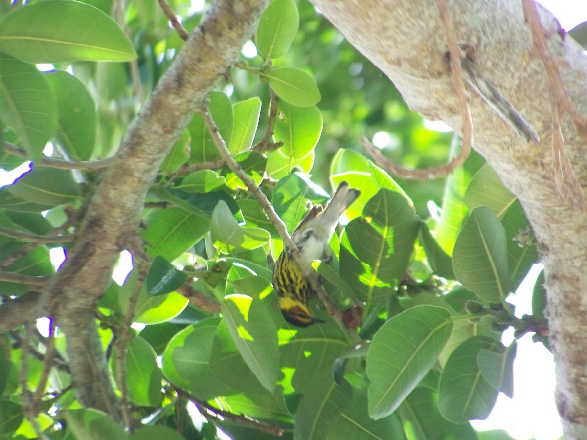 Cape May Warbler - ML618107593