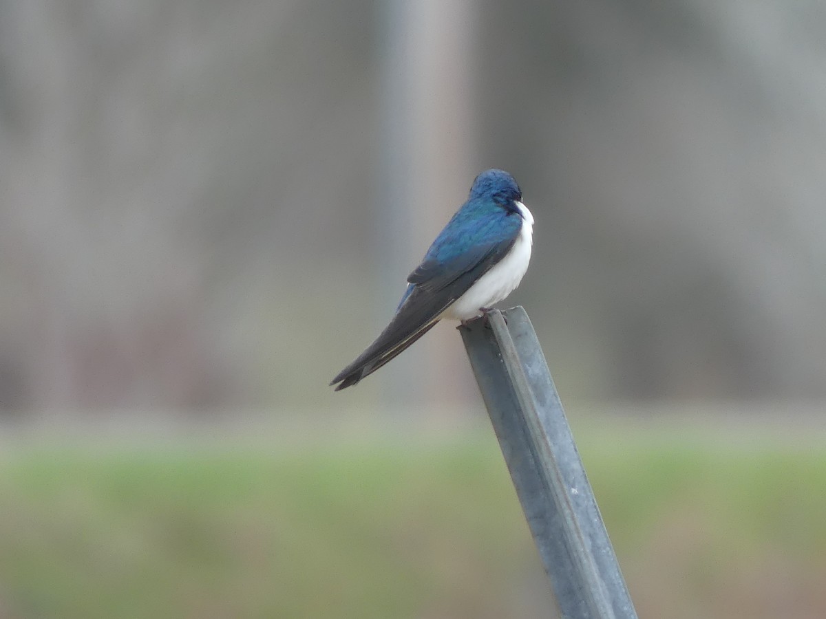 Golondrina Bicolor - ML618107599