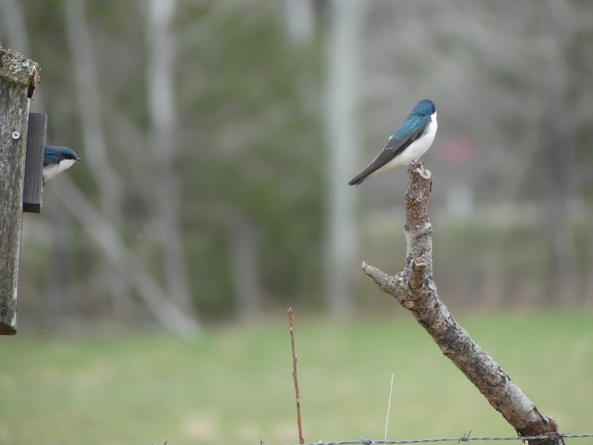 Tree Swallow - claudine lafrance cohl