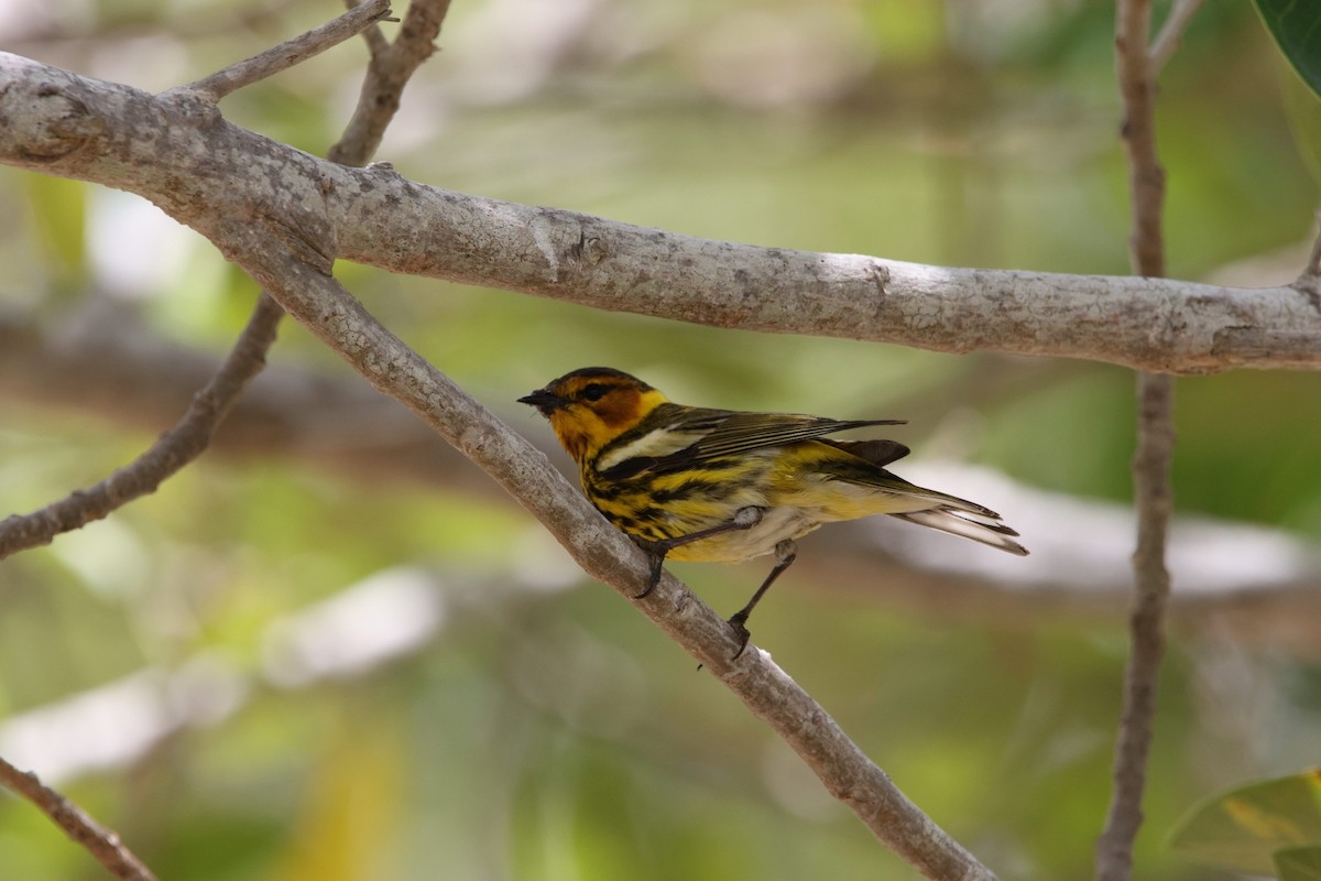 Cape May Warbler - ML618107604