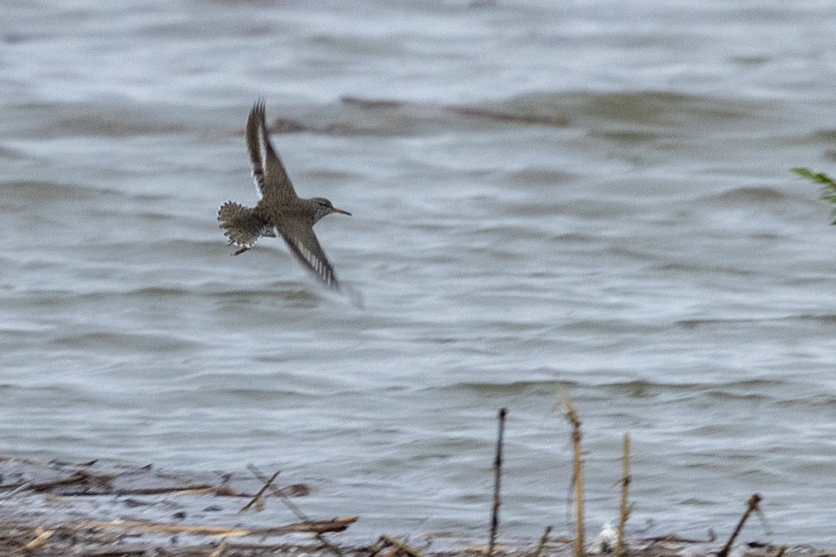 Spotted Sandpiper - ML618107606