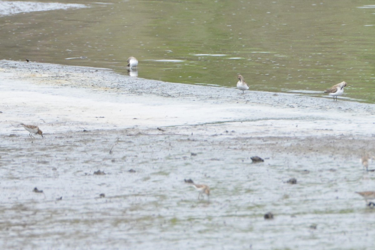 Baird's Sandpiper - Victor Webber