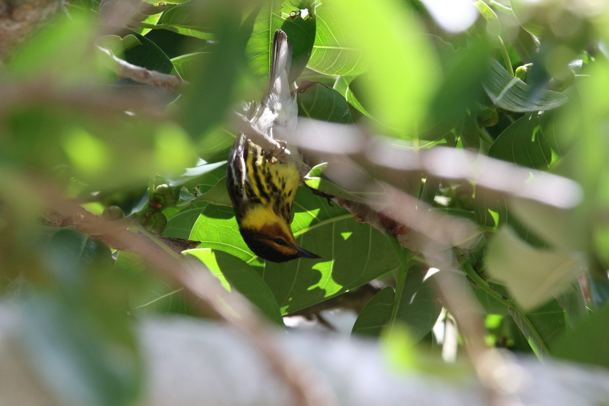 Cape May Warbler - ML618107610
