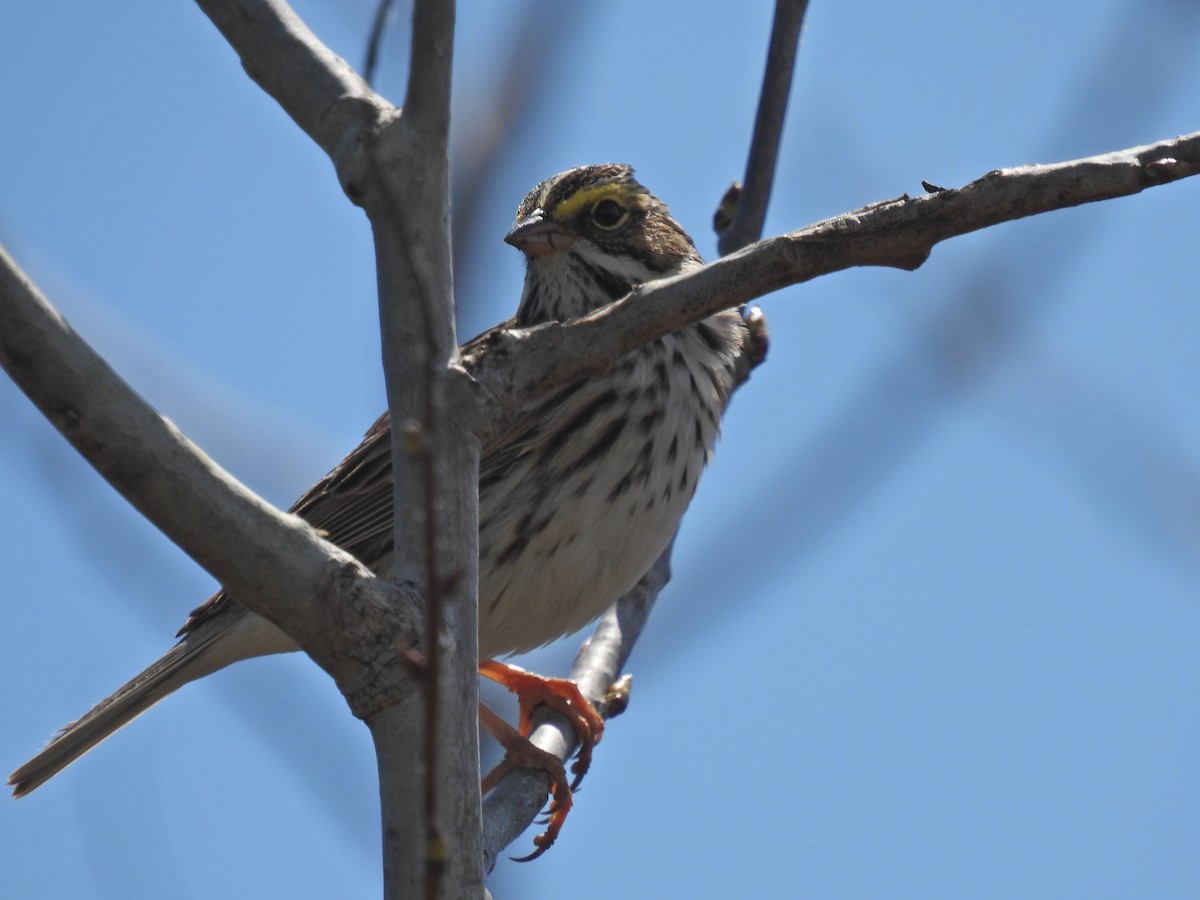 Savannah Sparrow - ML618107615