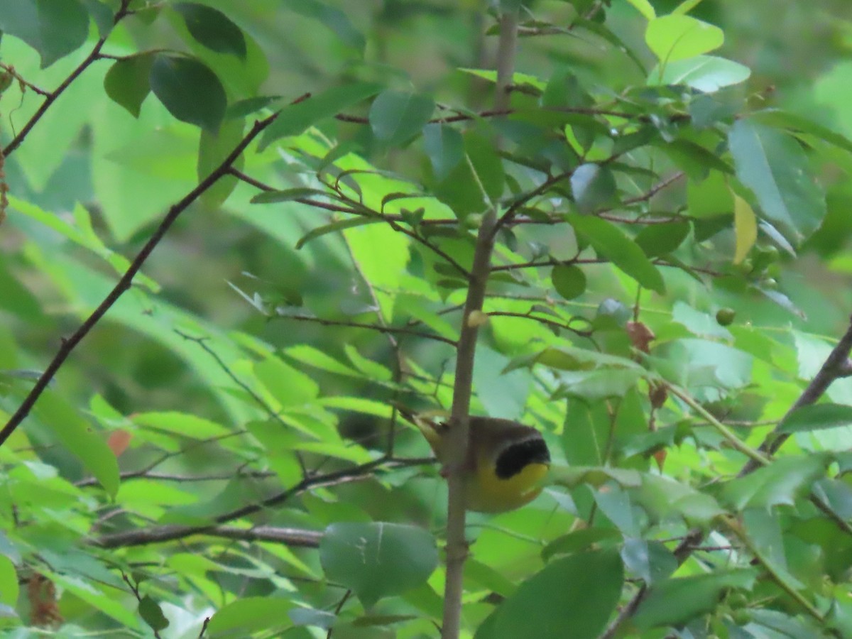 Common Yellowthroat - ML618107624