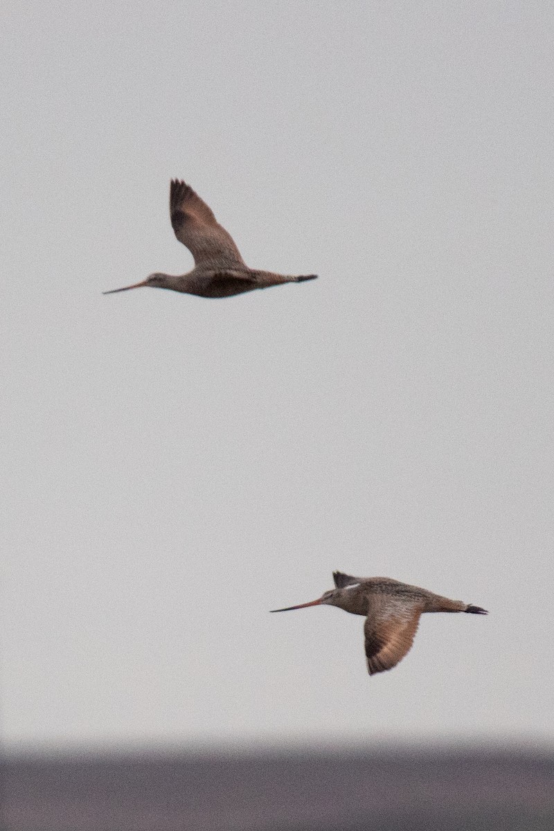 Marbled Godwit - ML618107661