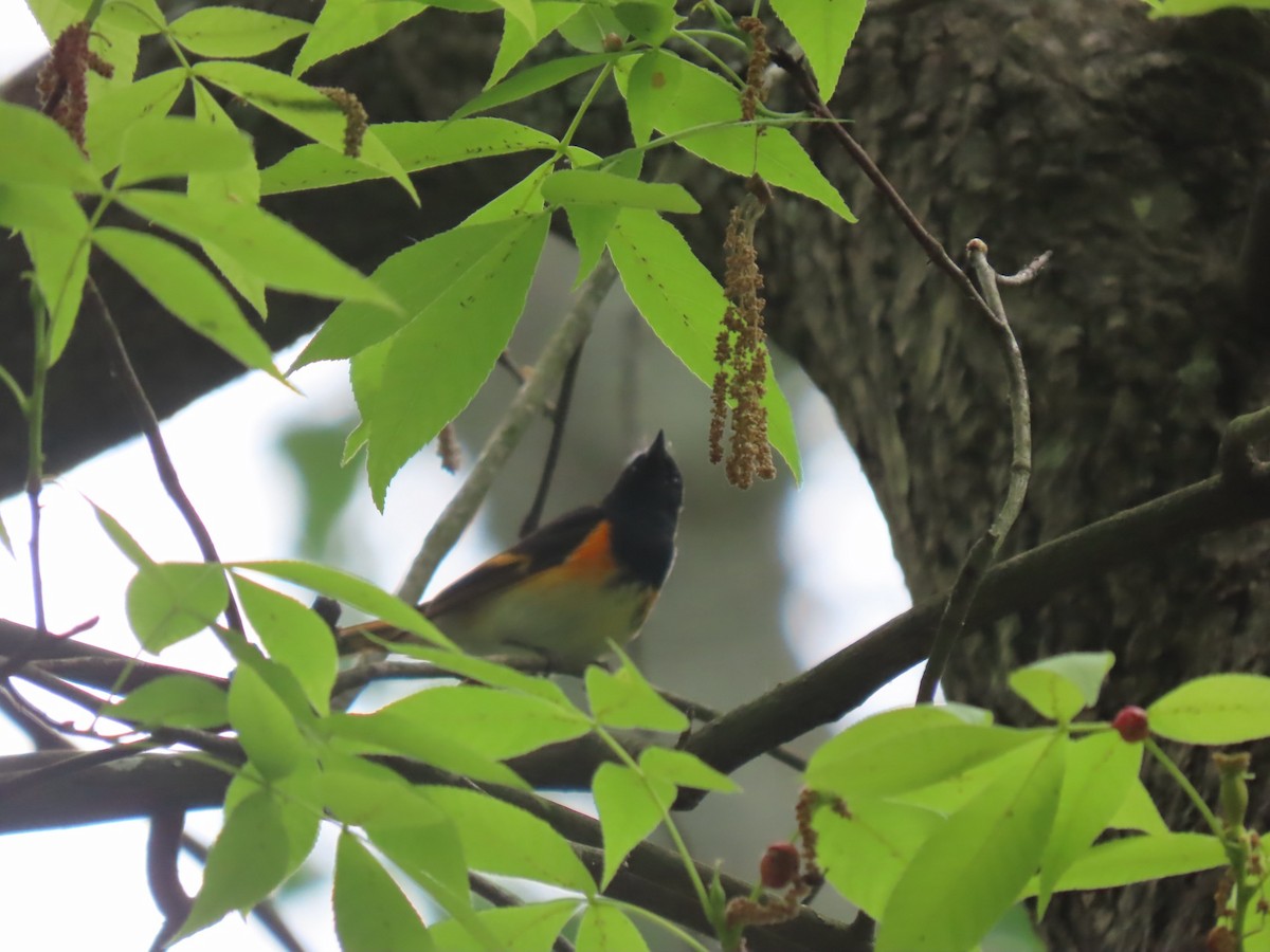 American Redstart - ML618107664