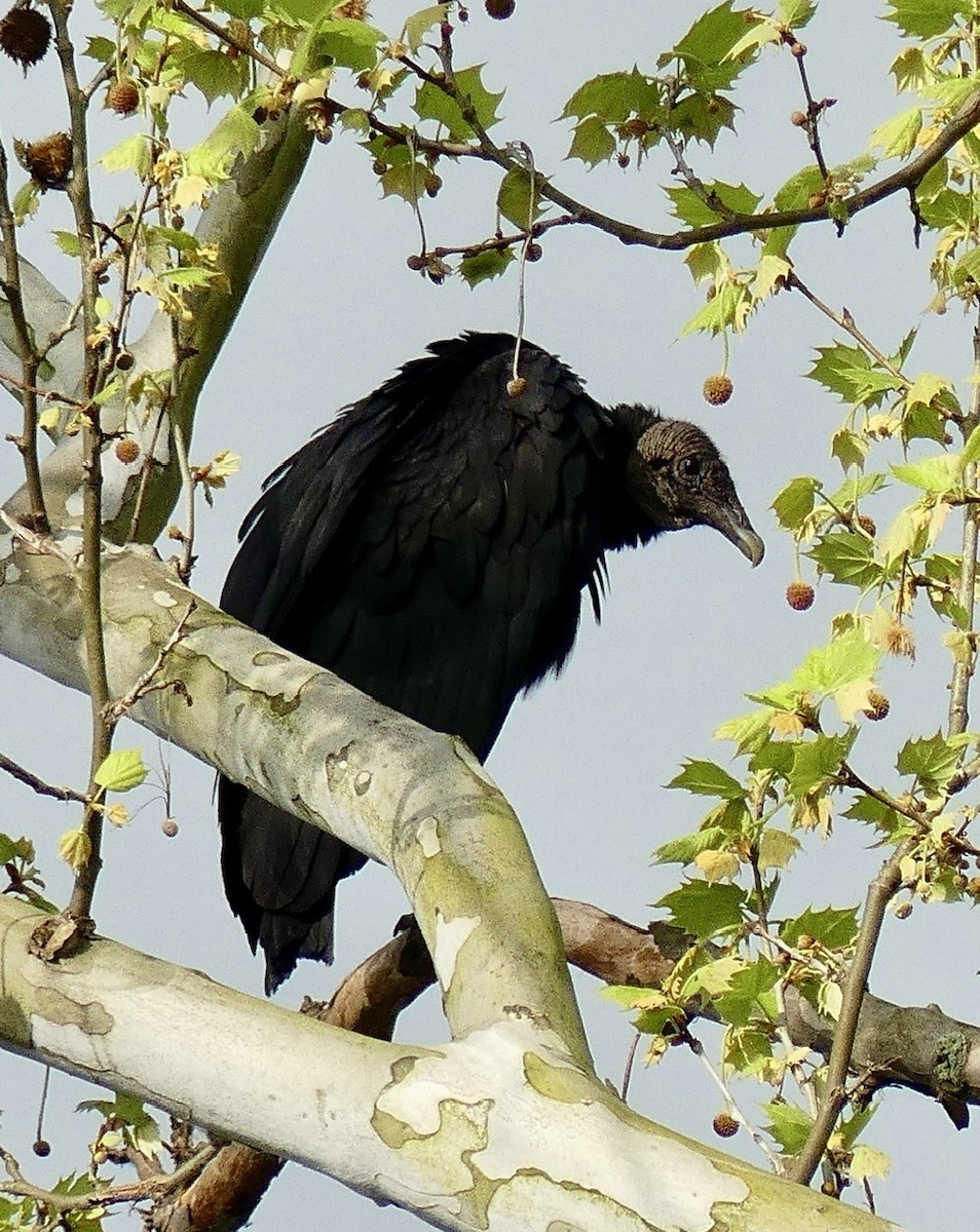 Black Vulture - Russell Taylor