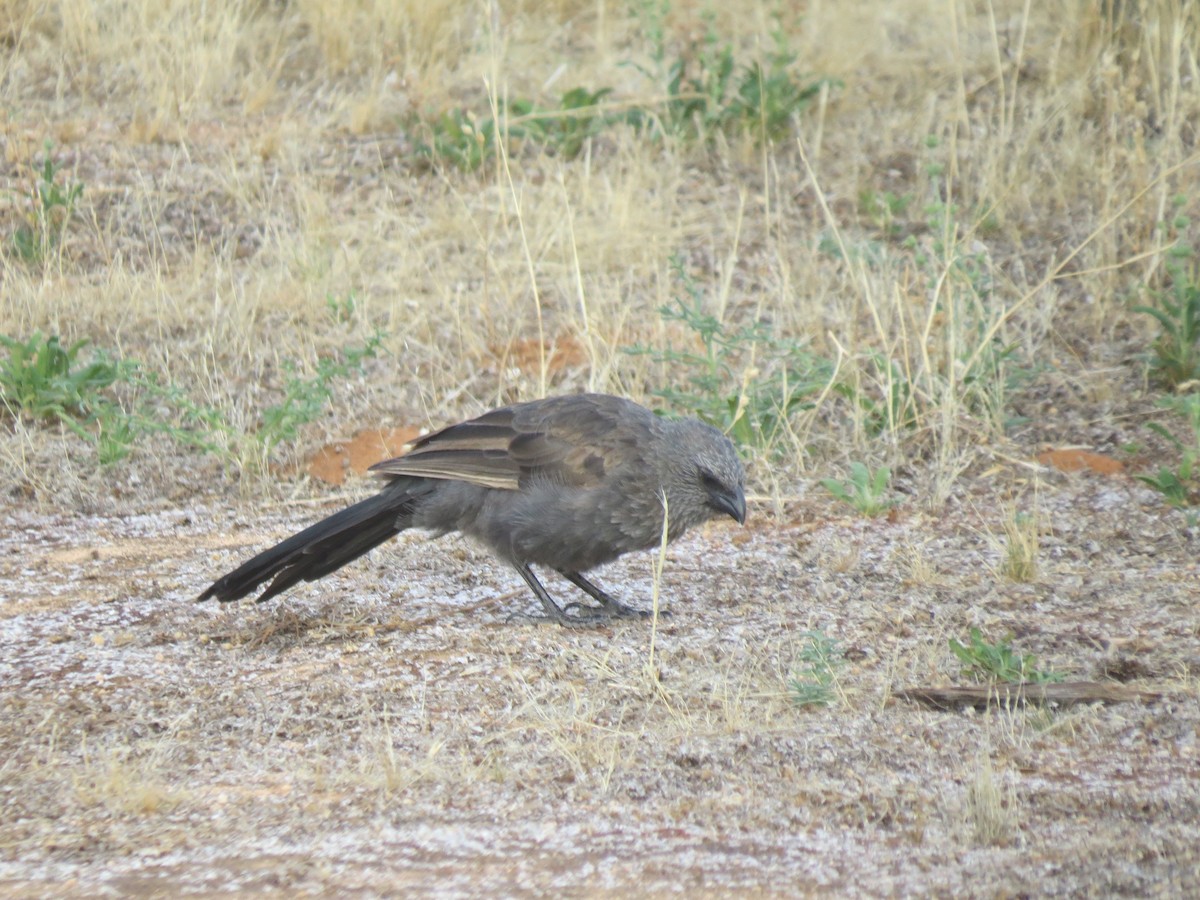 Apostlebird - Kurt Gaskill