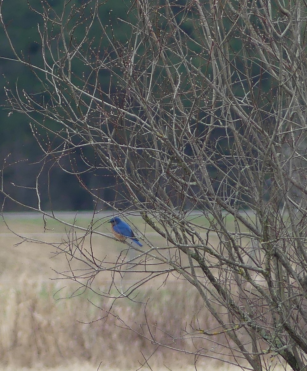 Eastern Bluebird - claudine lafrance cohl