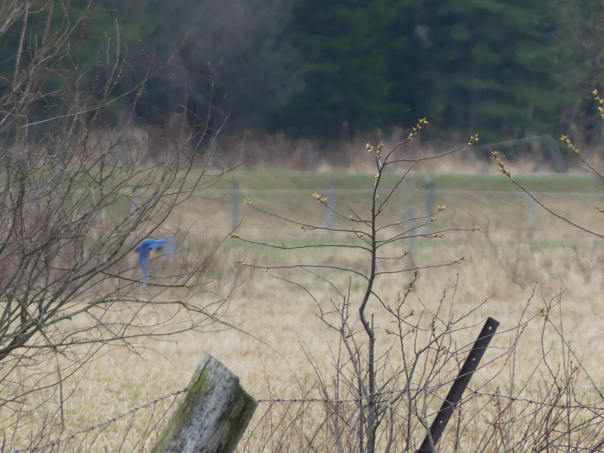 Eastern Bluebird - claudine lafrance cohl