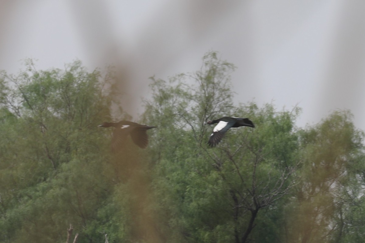 Muscovy Duck - Brooke Ross