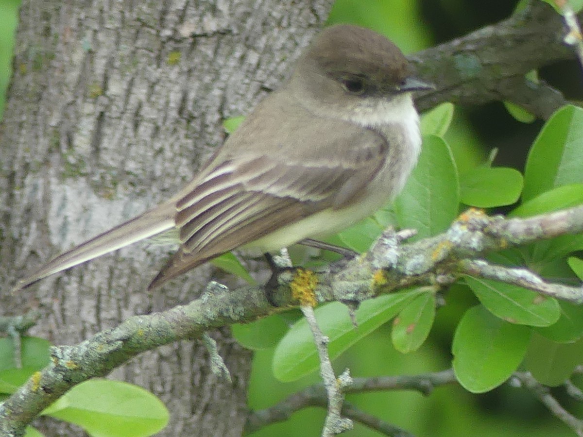 Eastern Phoebe - Hank George