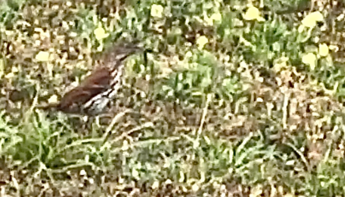 Brown Thrasher - ML618107718