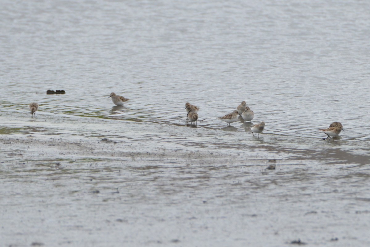 Least Sandpiper - Victor Webber