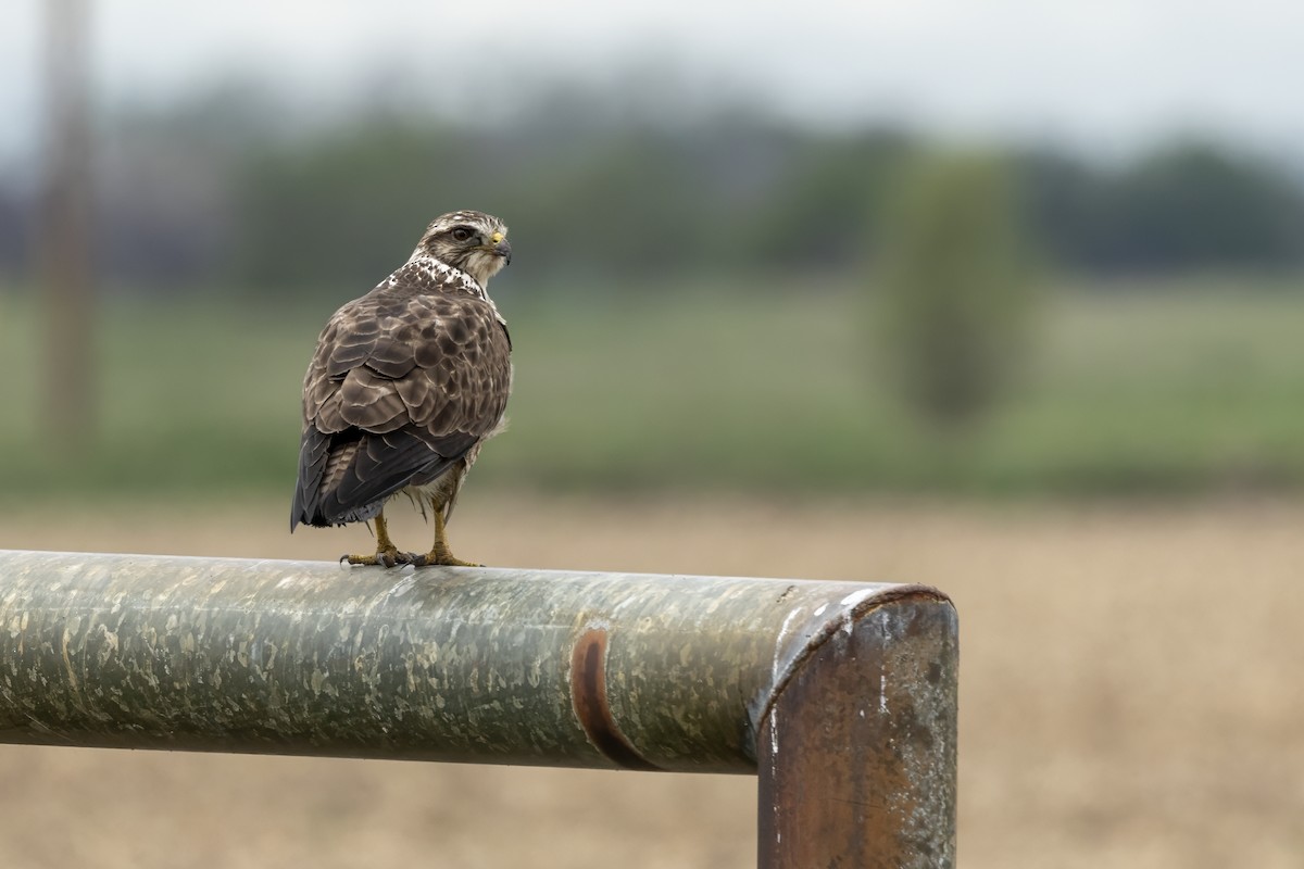 káně bělohrdlá - ML618107747