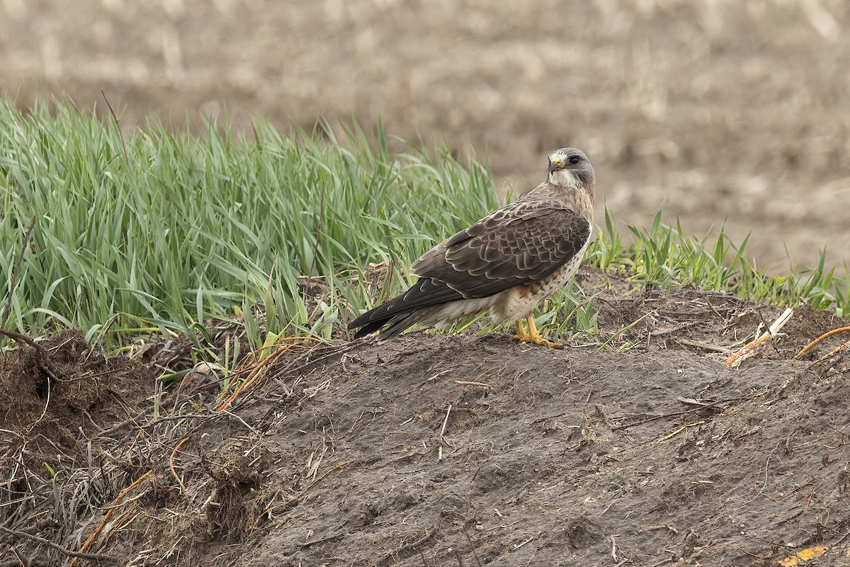 Swainson's Hawk - ML618107750