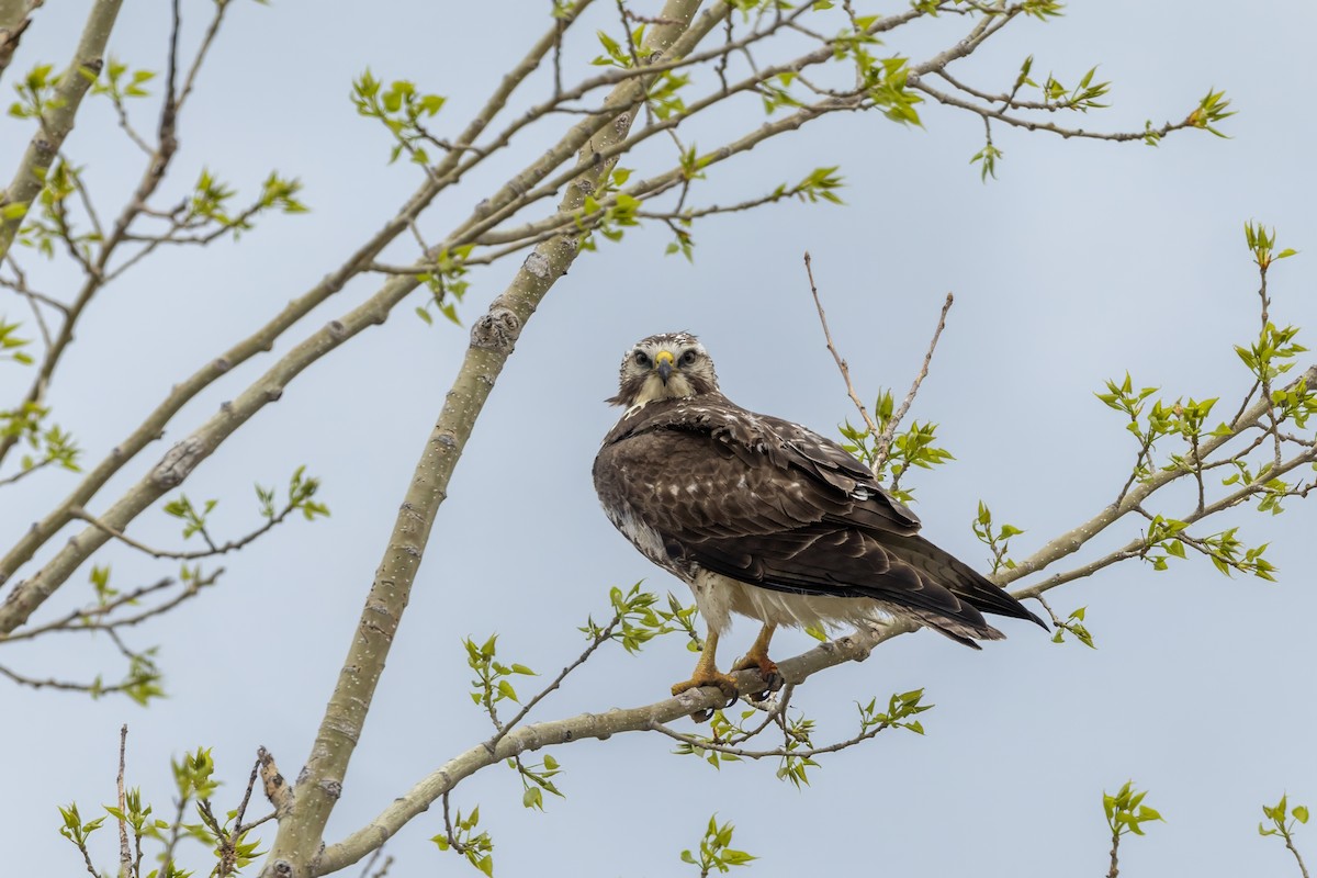 káně bělohrdlá - ML618107751