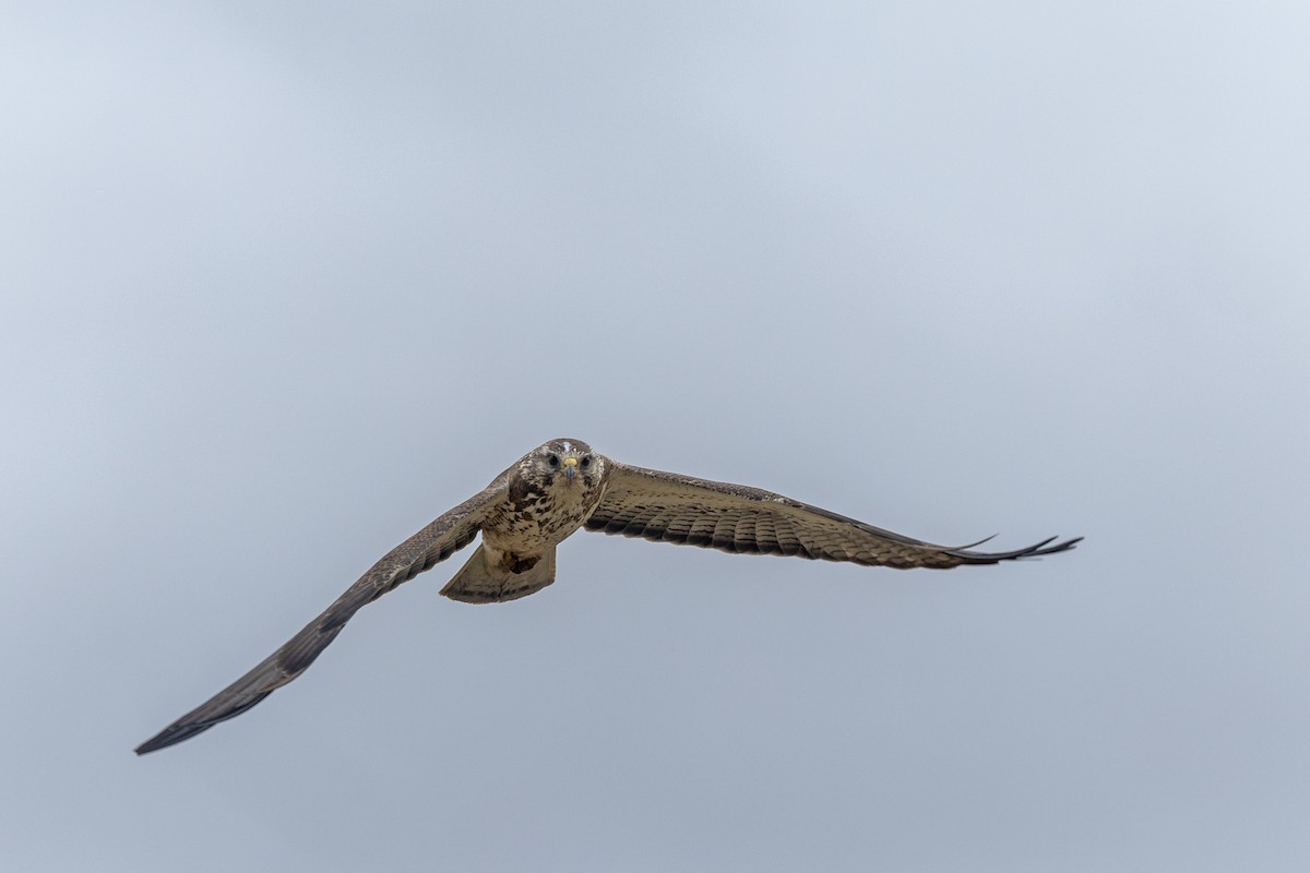 Swainson's Hawk - ML618107752