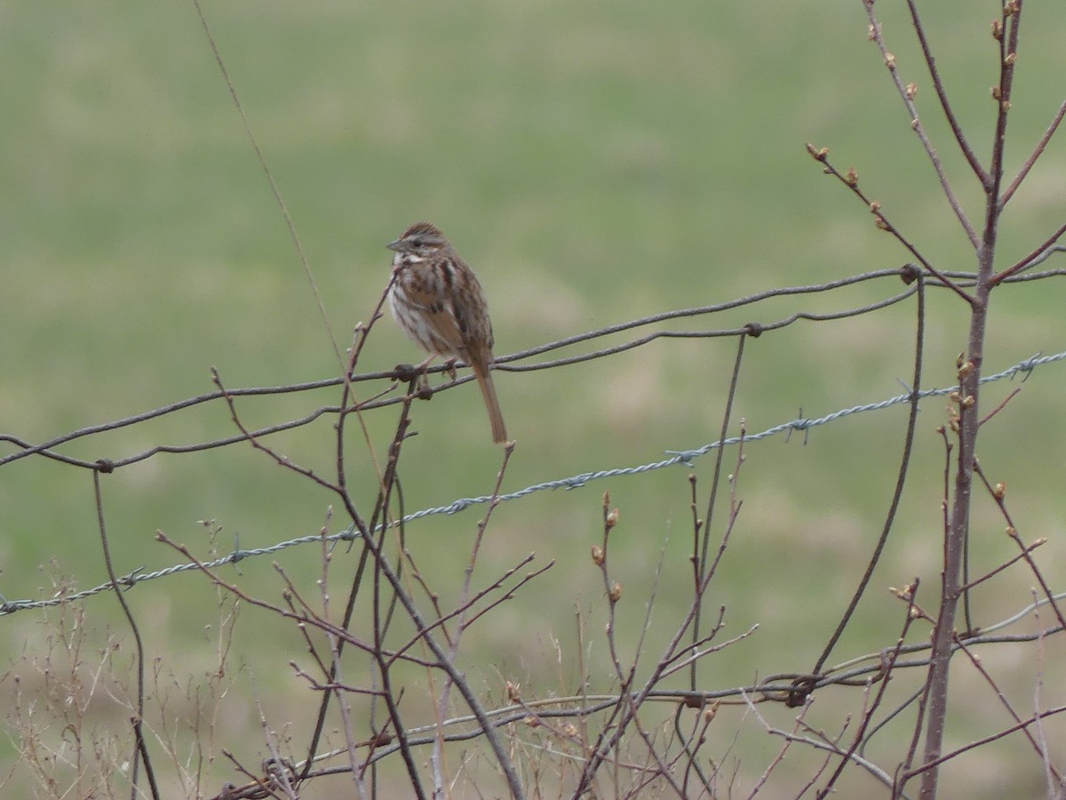 Song Sparrow - claudine lafrance cohl