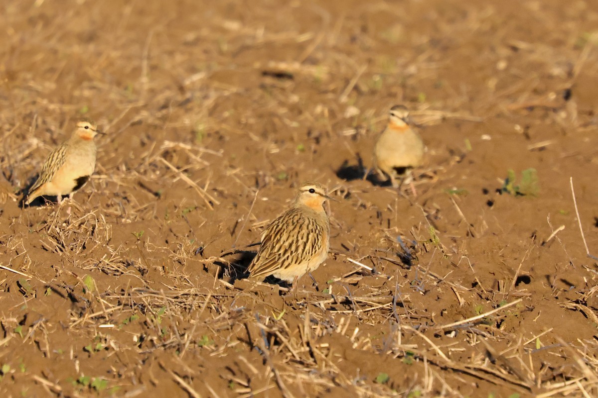 Tawny-throated Dotterel - ML618107763