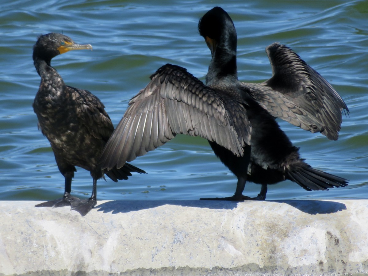 Double-crested Cormorant - Anita Toney