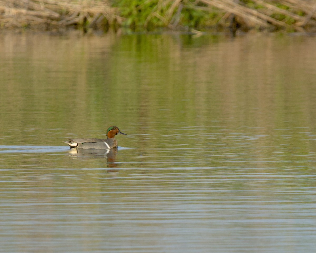 Green-winged Teal - ML618107782