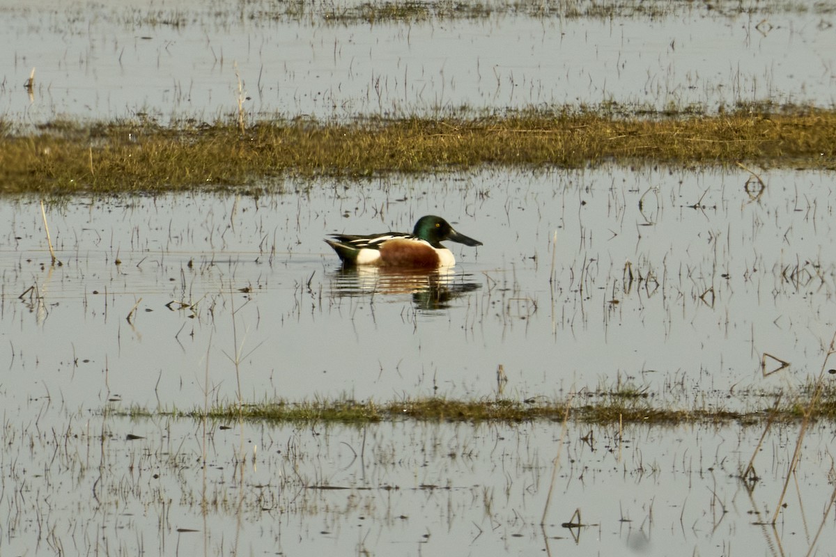 Northern Shoveler - Jay Dia