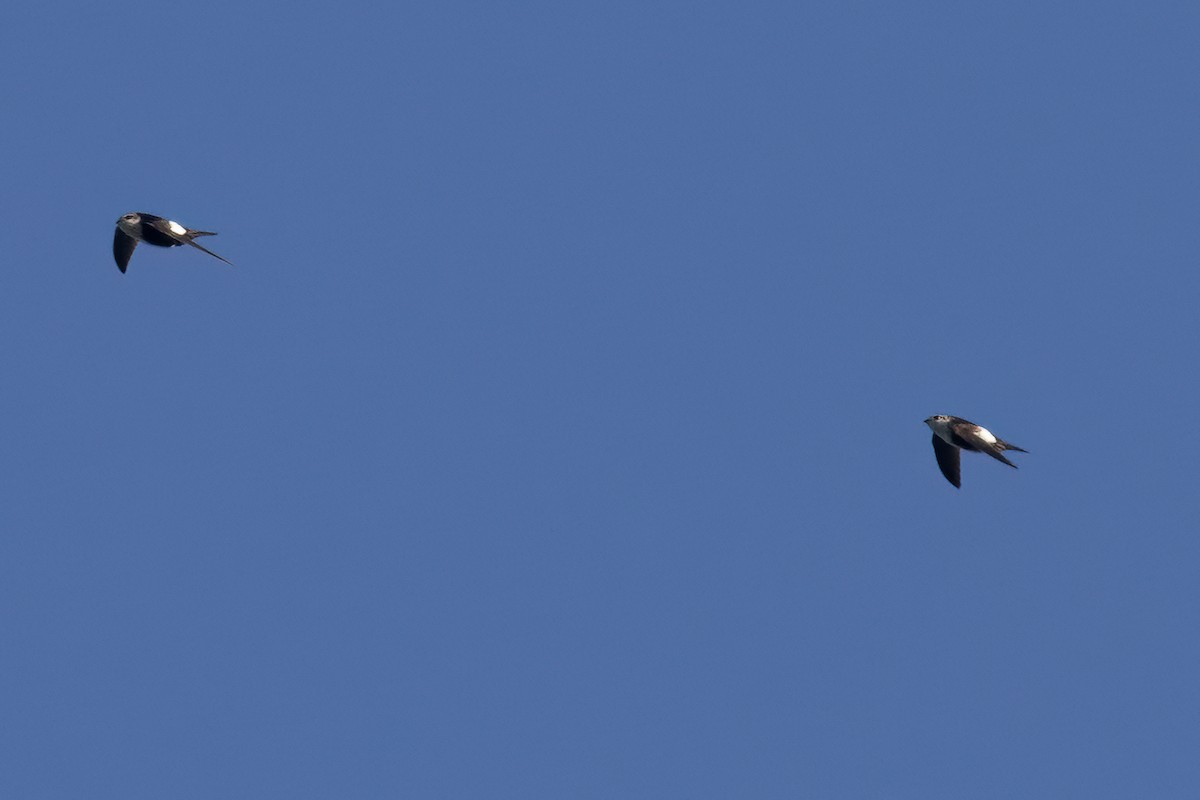 White-throated Swift - Ted Keyel