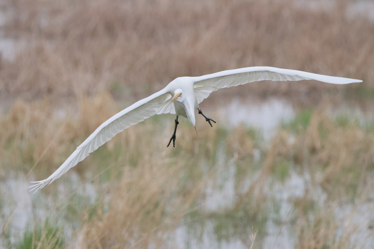 Great Egret - Dana Siefer