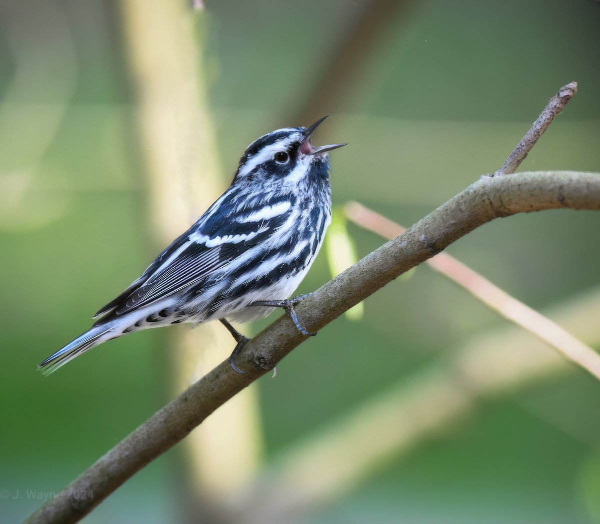 Black-and-white Warbler - ML618107891