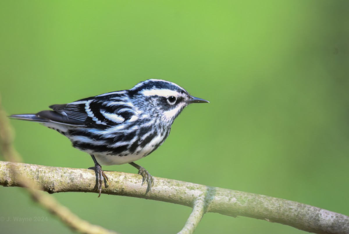 Black-and-white Warbler - ML618107898