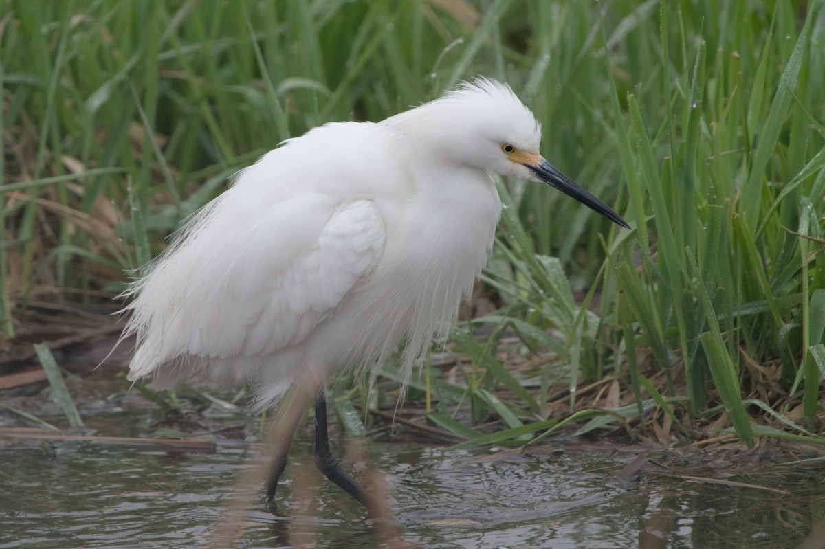 Snowy Egret - Dana Siefer