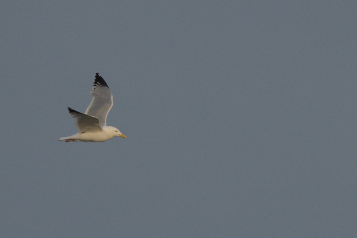 Herring Gull - Nate S