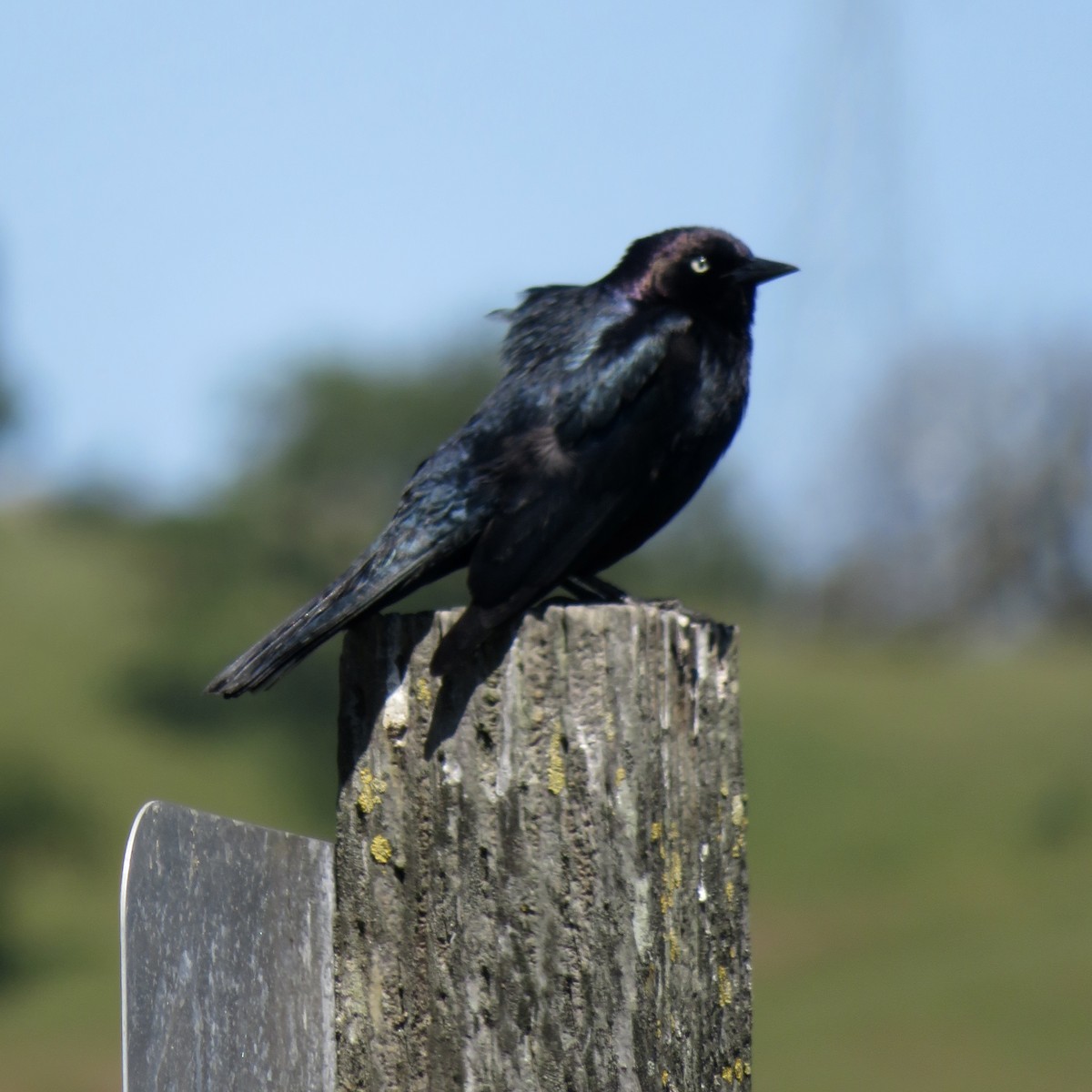 Brewer's Blackbird - Anita Toney