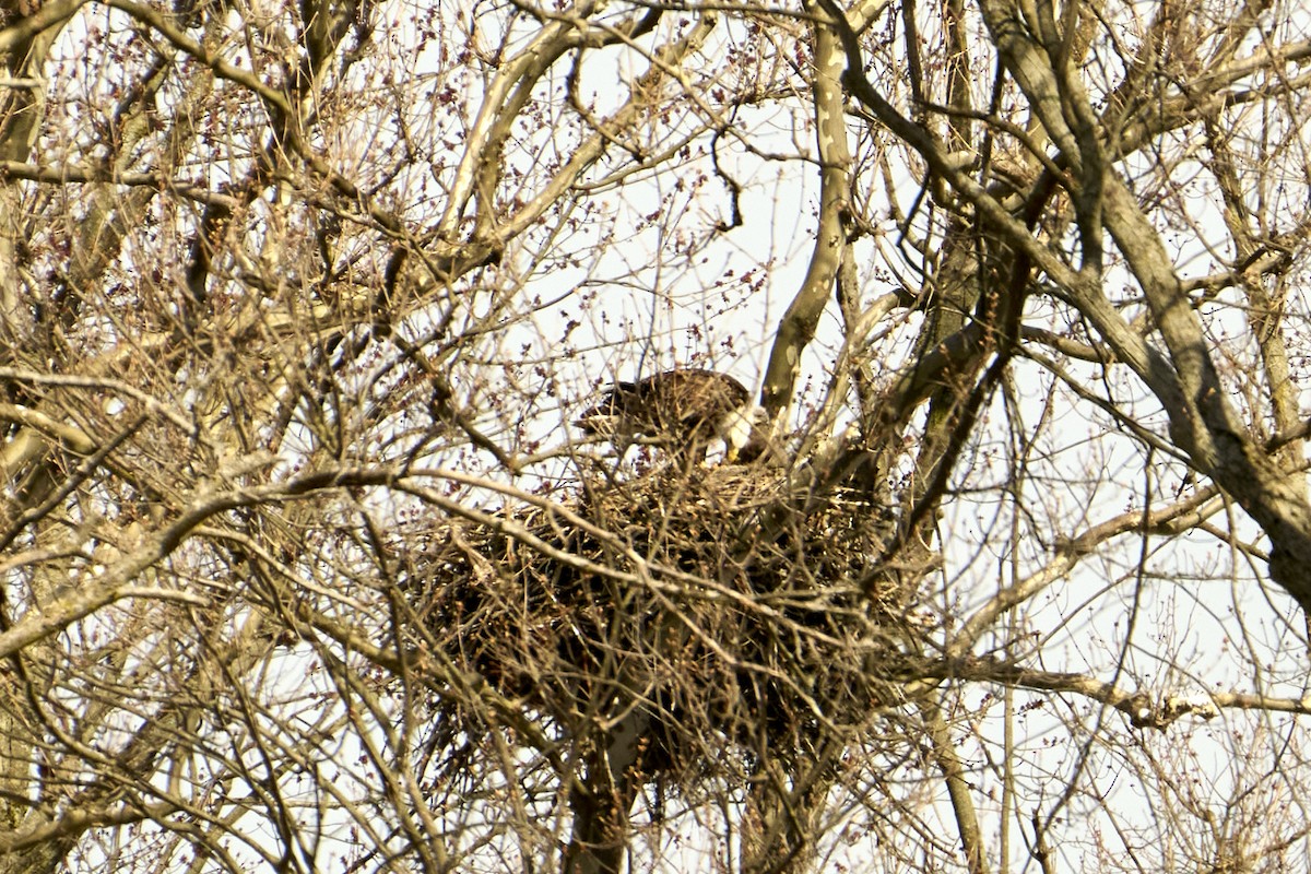 Bald Eagle - Jay Dia