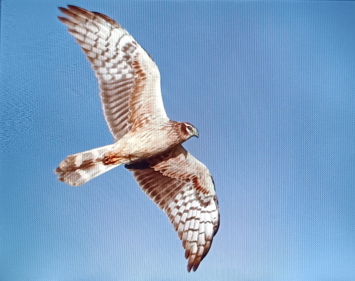 Montagu's Harrier - Sergio Hoces lucena