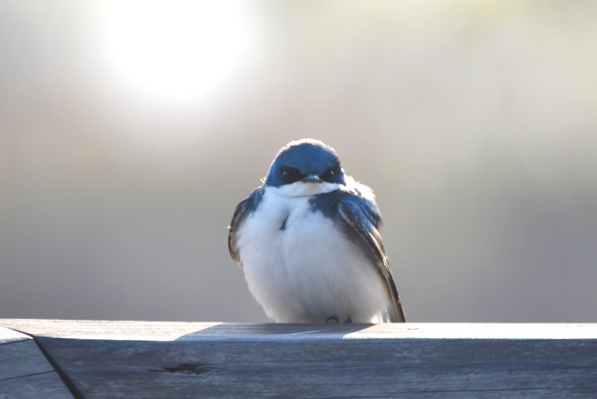 Tree Swallow - irina shulgina