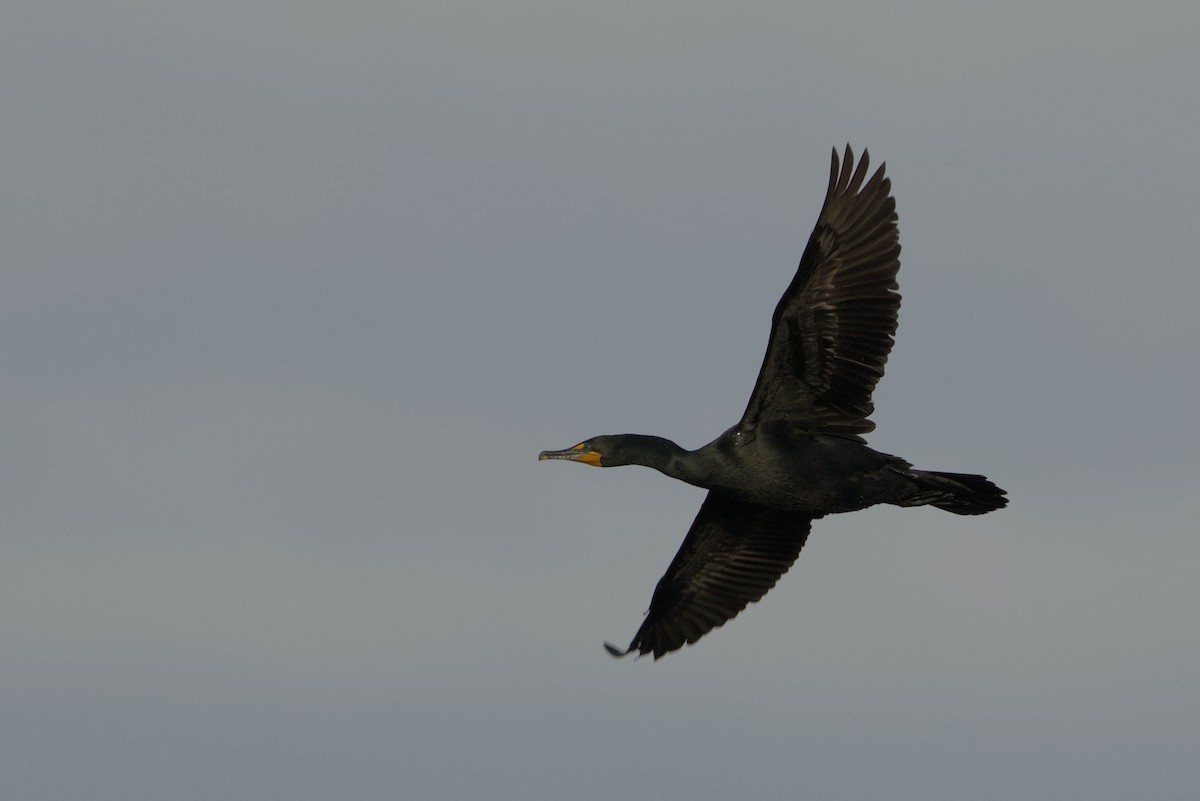 Double-crested Cormorant - ML618107998