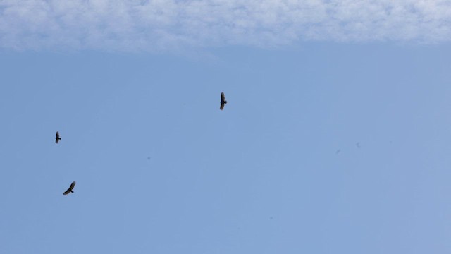 Turkey Vulture - ML618108017