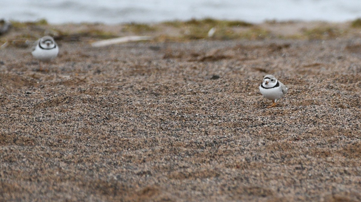Piping Plover - ML618108056