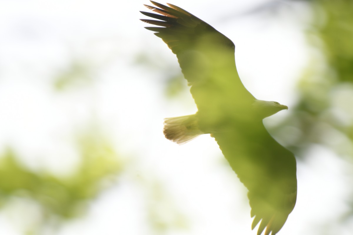 Bald Eagle - Jeff Packer