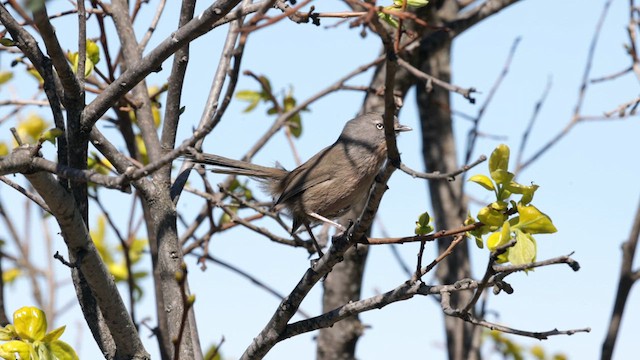 Wrentit - ML618108097