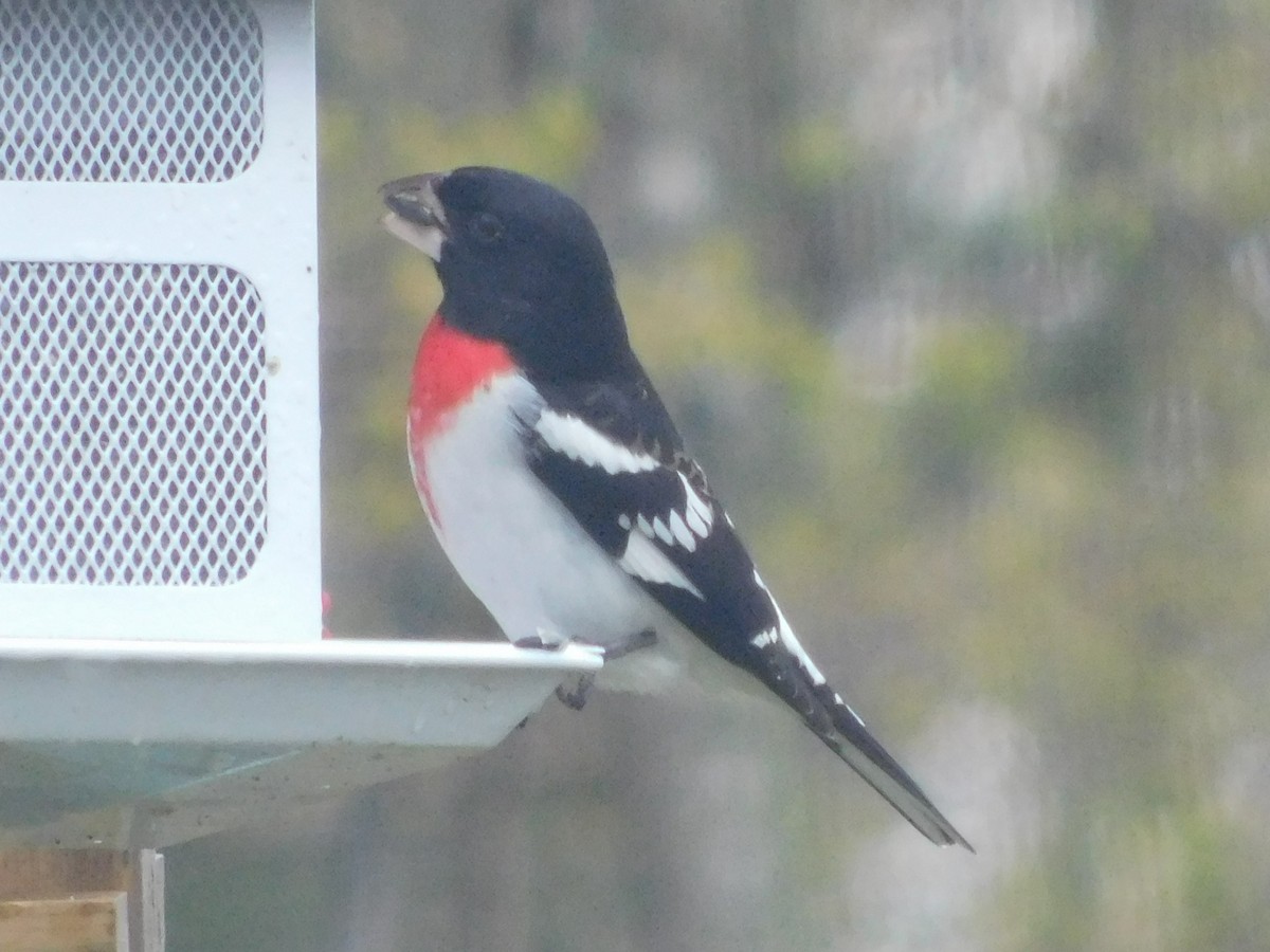 Rose-breasted Grosbeak - Anonymous