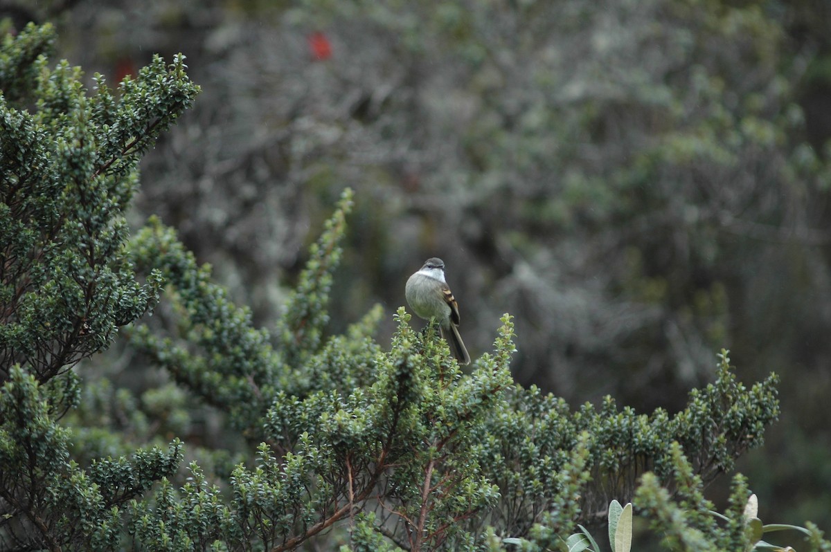 White-throated Tyrannulet - ML618108121