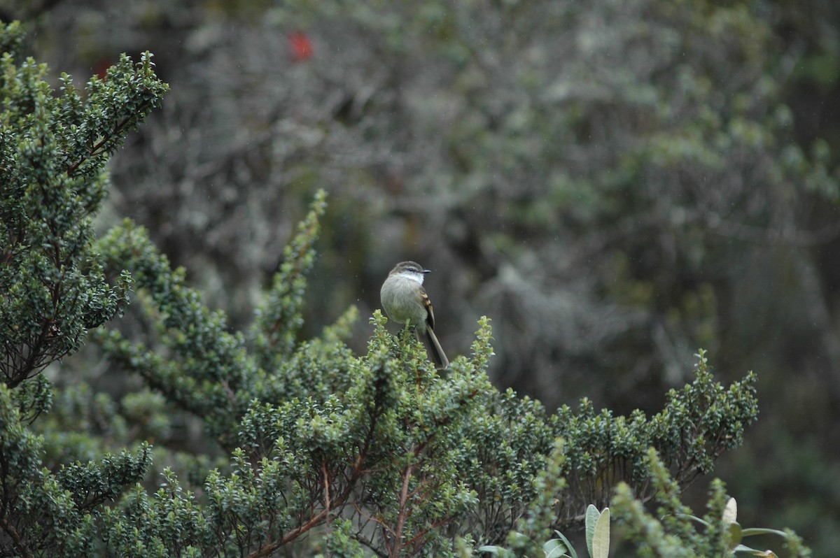 White-throated Tyrannulet - ML618108122