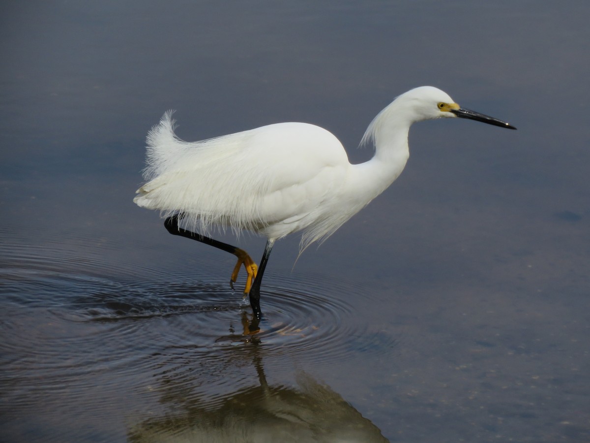 Snowy Egret - ML618108127