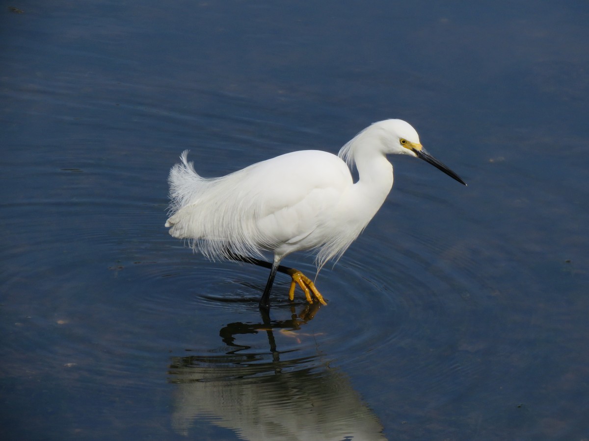 Snowy Egret - ML618108128