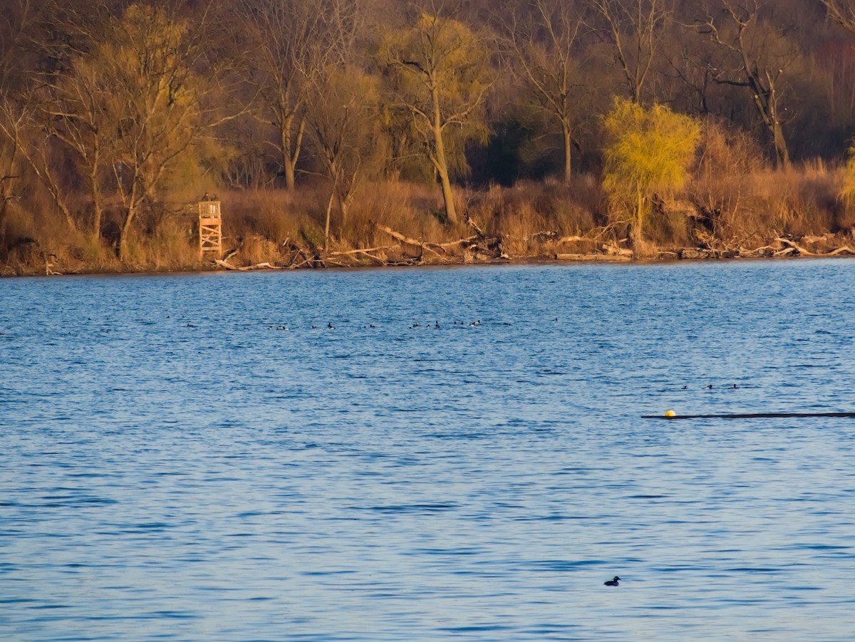 Greater/Lesser Scaup - Laurel Robinson